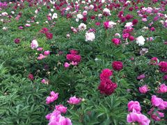 -长春公园(普阳街道)