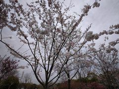 -顾村公园