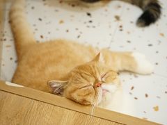 -滚猫咖啡·猫咖·猫友好撸猫(未来城店)