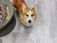 -奶牛家宠物酒店(嘉宏云顶店)
