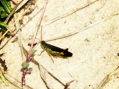 -塞罕坝国家级自然保护区