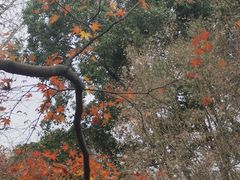 -秋霞圃