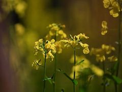 -光明小镇欢乐田园