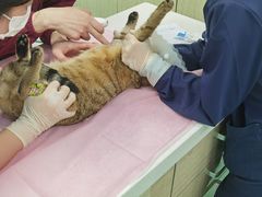 -北京观赏动物医院·24小时大型综合·猫专科·异宠专科