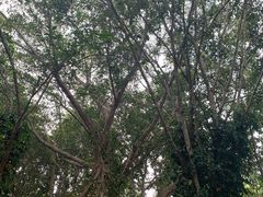 -中国科学院西双版纳热带植物园