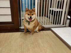 -逗柴咖啡屋·狗咖猫咖宠物桌游