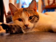 -猫色咖啡·猫咖