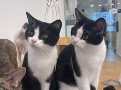 -有喵·猫咖·狗咖·30几只猫10只小狗(岗厦店)