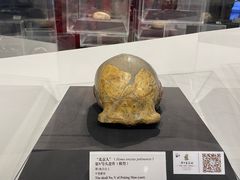 -北京周口店北京人遗址博物馆