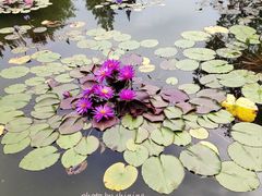 -莲花池公园