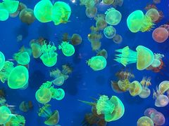 -成都浩海立方海洋公园