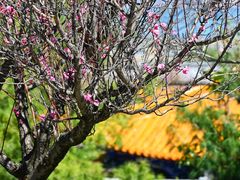 -崇圣寺三塔文化旅游区