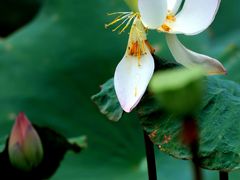 -中国科学院华南植物园