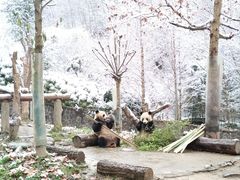 -都江堰中华大熊猫苑