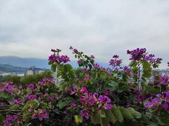 -金鸡山公园