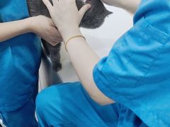 -安安宠物医院(情缘分院)