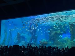 -哈尔滨波塞冬海底世界