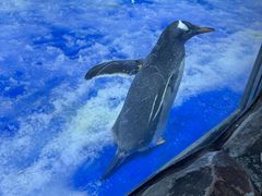 -芜湖新华联大白鲸海洋公园