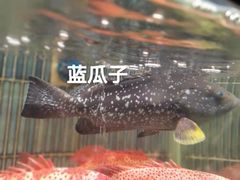 -徐记海鲜(南油永新汇店)