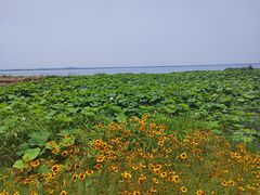 -七的湖·晚芳亭·阳澄湖农家菜·大闸蟹(莲花岛店)