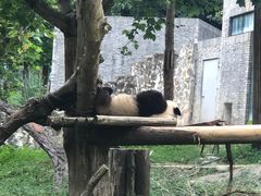 -都江堰中华大熊猫苑