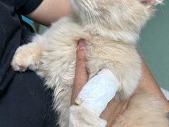 -北京观赏动物医院·24小时大型综合·猫专科·异宠专科
