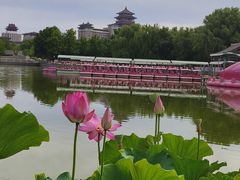 -莲花池公园