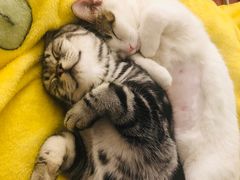 -喜多萌中农锦绣动物医院24H·猫科·牙科MRI·CT