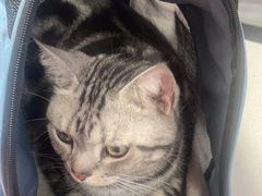 -西安京西宠物医院·瘫痪·疑难杂症