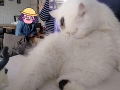 -平行世界·猫咖(首经贸店)