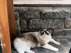 -喵屿·大理花园猫咖
