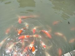 -鹅湖玫瑰文化园