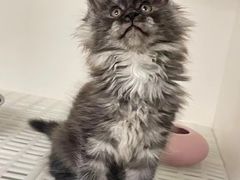 -lincat·猫舍(广州店)