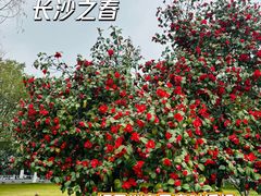 -橘子洲景区