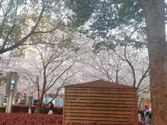 -高东镇樱花园