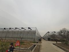 -喜杨洋草莓采摘园