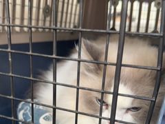 -美联众合动物医院·24h京西诊疗中心