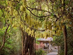 -火炉山森林公园