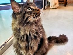 -豆逗聊愈猫阁Easy Life