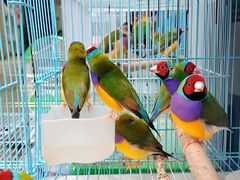 -青石桥花鸟鱼虫市场(叠翠城店)