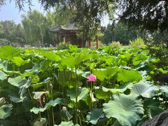 -莲池书院博物馆