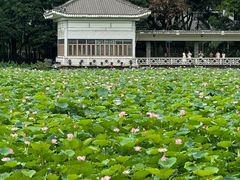 -荔湾湖公园