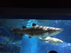 -暹罗海洋世界