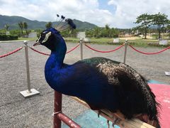 -亚龙湾国际玫瑰谷