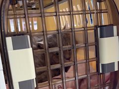 -艾贝尔宠物医院·24H转诊中心·肿瘤猫专科(江宁双龙店)
