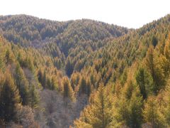 -苏木山森林公园