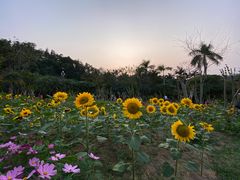 -深圳仙湖植物园