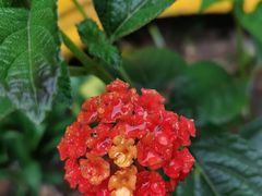 -漫渡庄绿岛花园•隐世庭园菜(滨湖店)