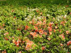 -白塘生态植物园