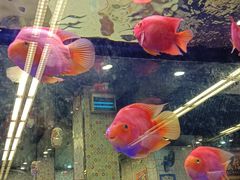 -新辉港式茶餐厅(北栅店)